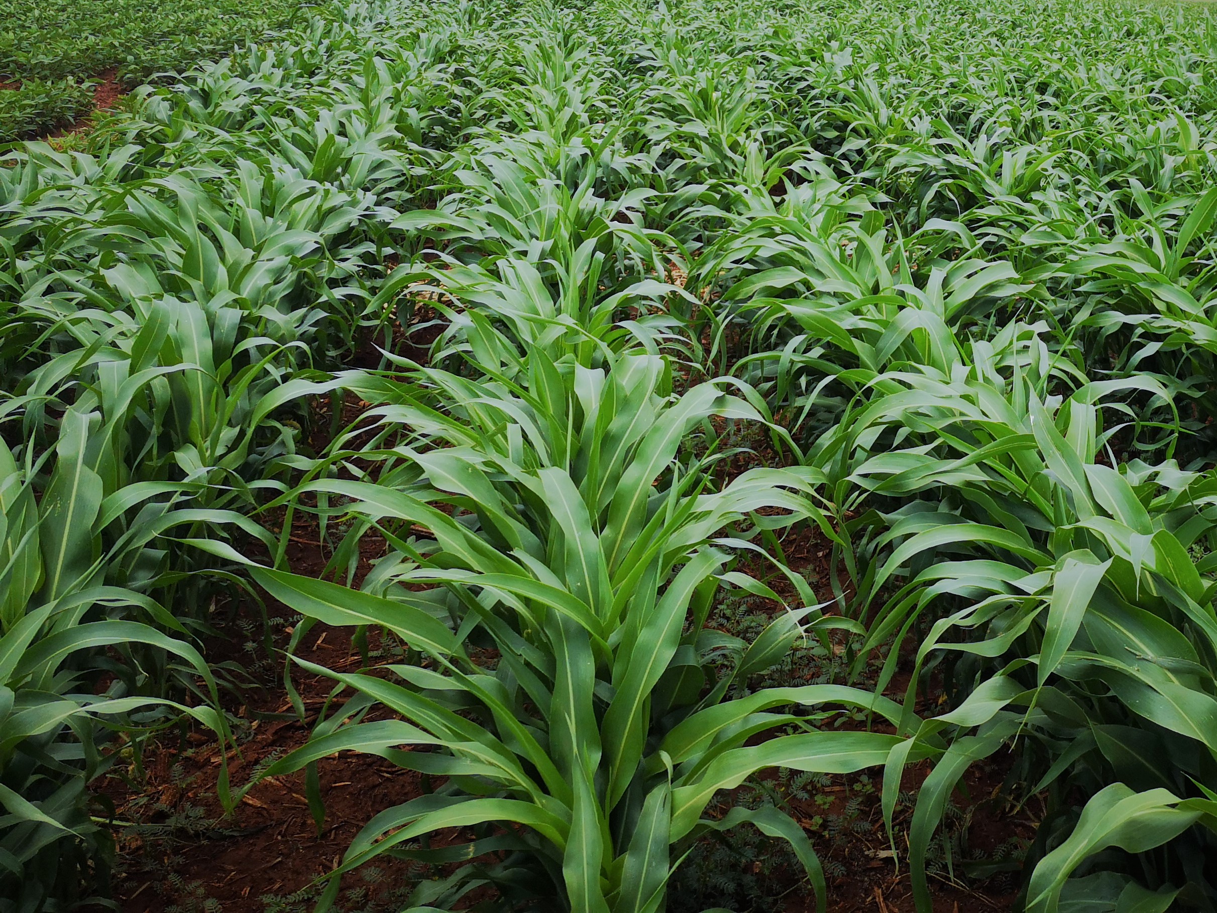 smacap_Bright smacap_Bright